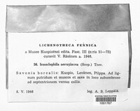 Icmadophila ericetorum image